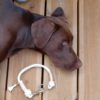 Hundehalsband - Cooper